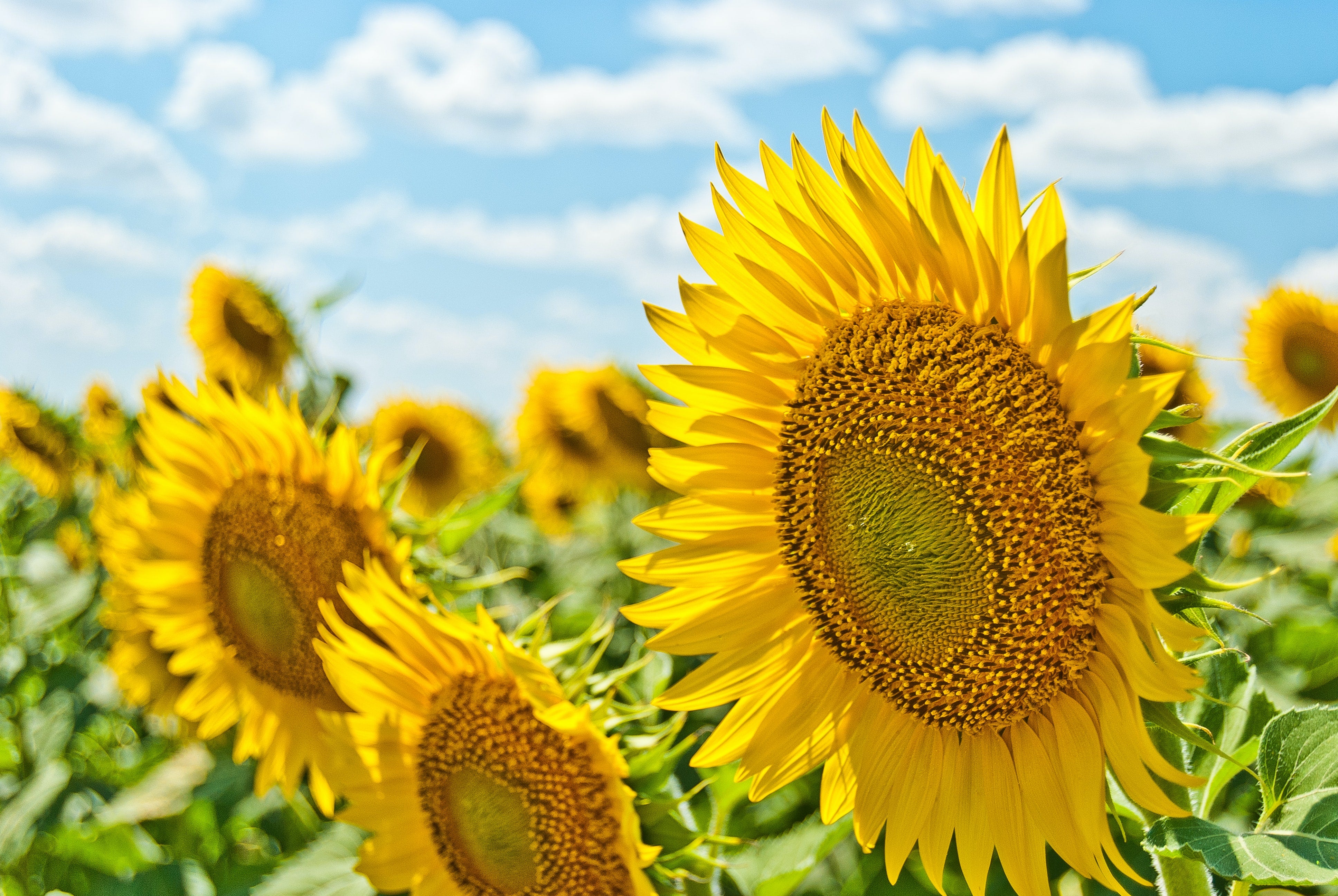 Studying Summer Solstice in a Montessori Primary Classroom