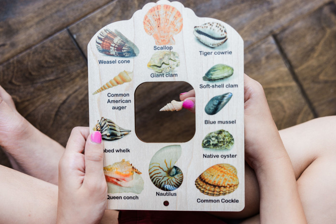 Double sided Shell and tide pool finder nature window