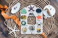Double sided Shell and tide pool finder nature window