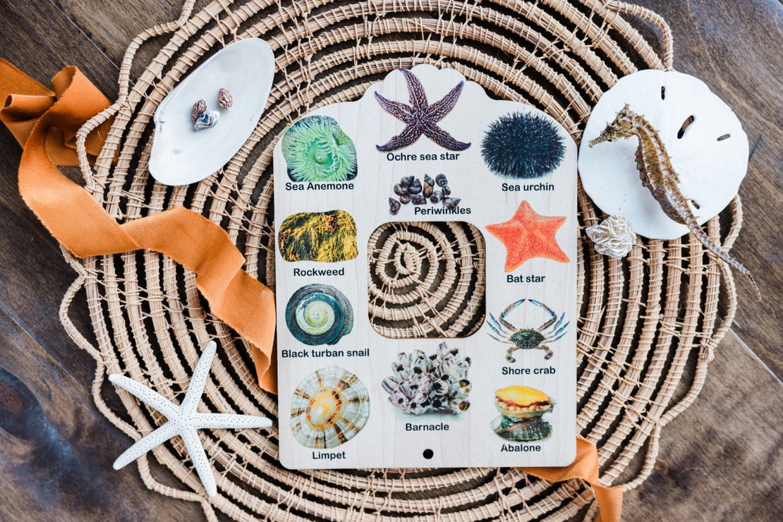 Double sided Shell and tide pool finder nature window