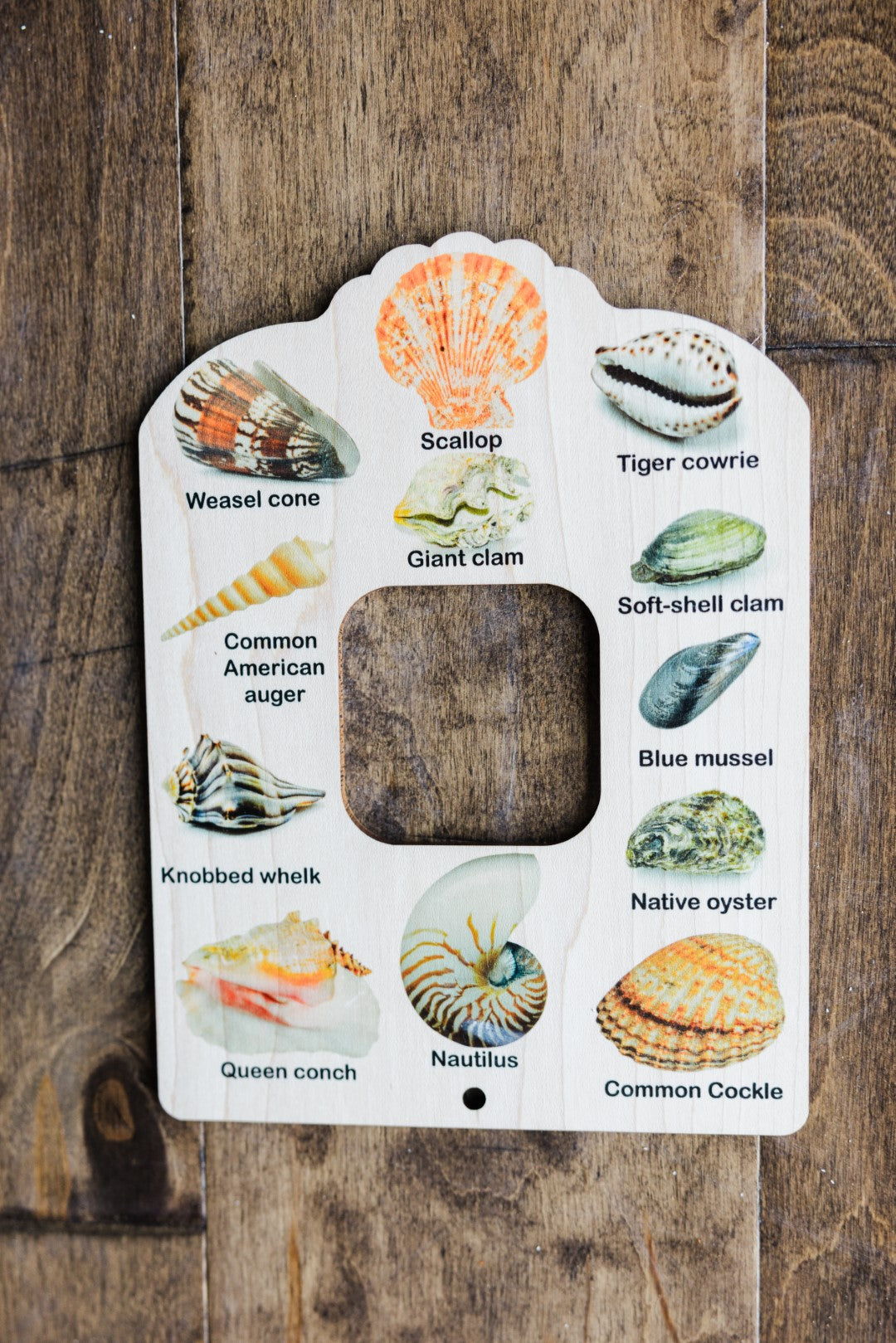 Double sided Shell and tide pool finder nature window