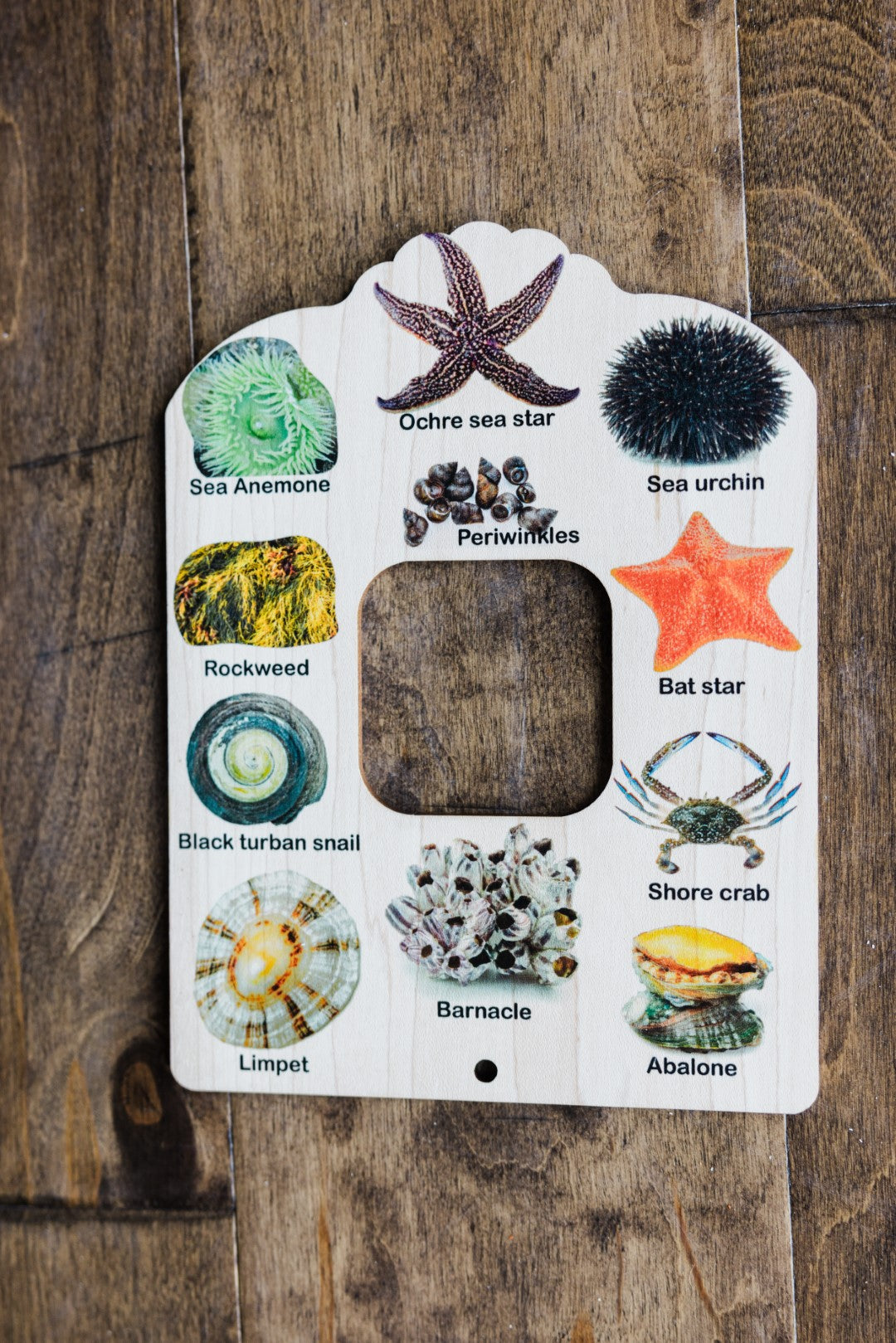 Double sided Shell and tide pool finder nature window