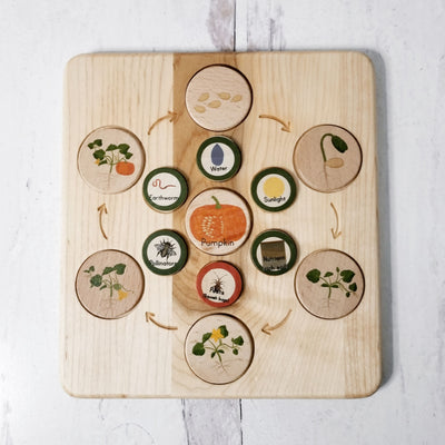 SECONDS/IMPERFECT Life cycle board wooden - Montessori science BOARD ONLY