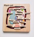Plant cell model, wooden cell model