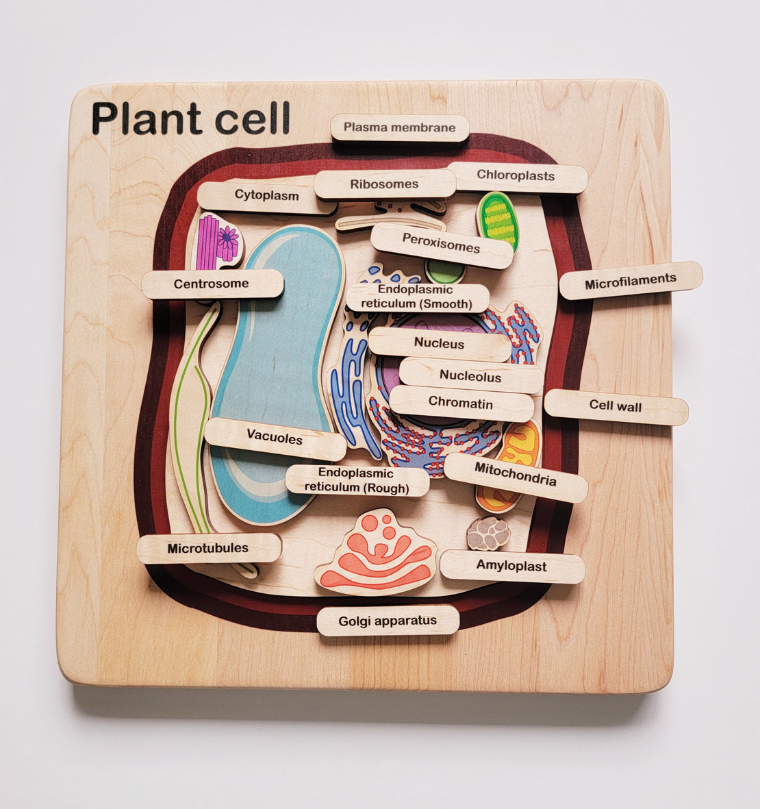 Plant cell model, wooden cell model