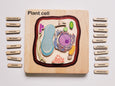 Plant cell model, wooden cell model
