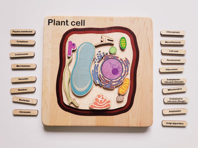 Plant cell model, wooden cell model