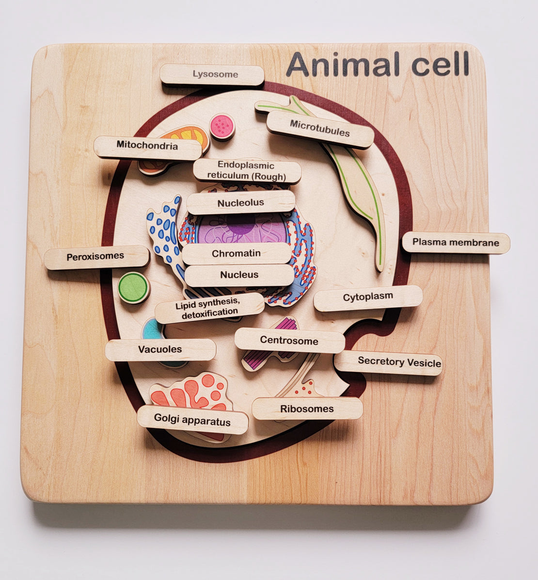 Animal cell model, wooden cell model