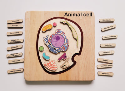 Animal cell model, wooden cell model