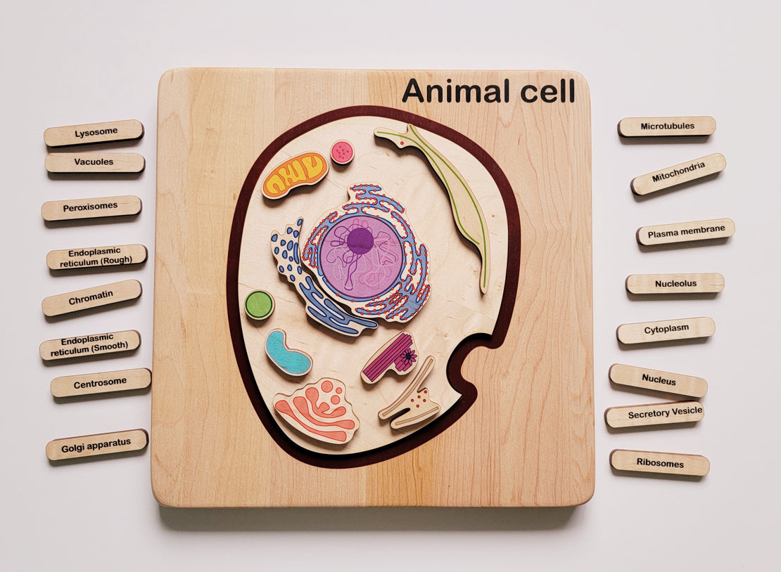 Animal cell model, wooden cell model