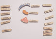 Plant cell model, wooden cell model