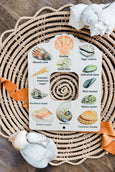 Double sided Shell and tide pool finder nature window
