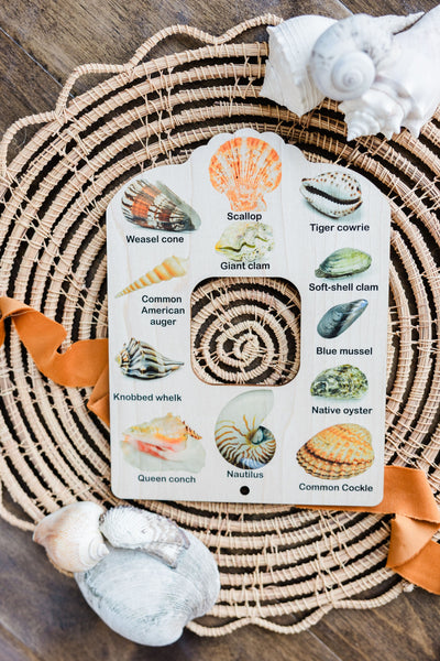 Double sided Shell and tide pool finder nature window