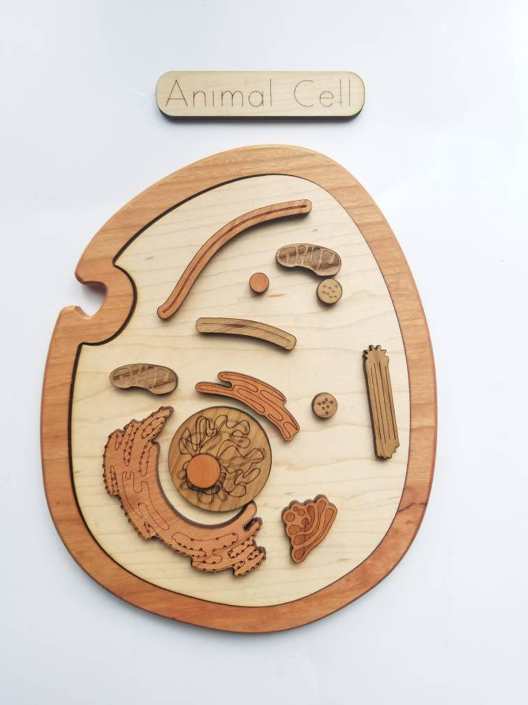 Animal cell model, wooden cell model
