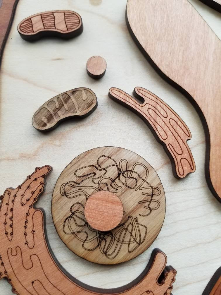 Animal cell model, wooden cell model