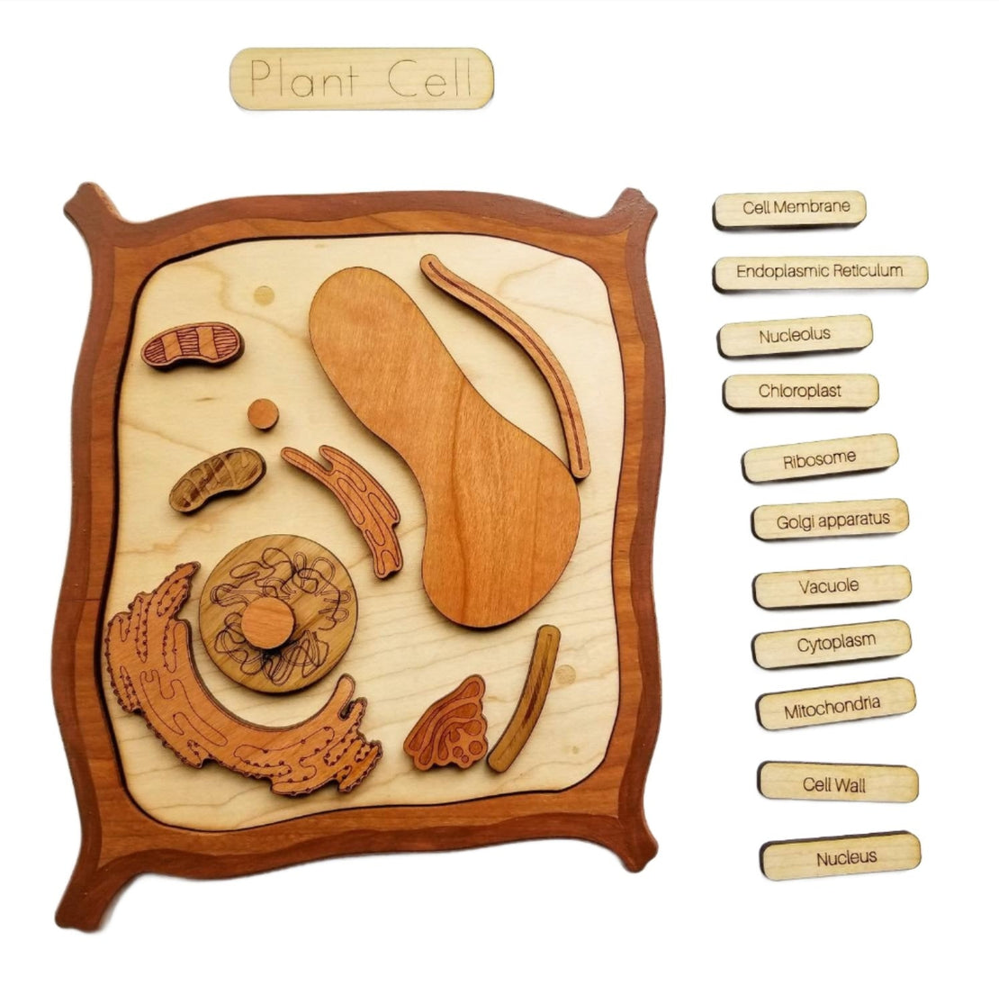 Plant cell model, wooden cell model