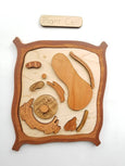 Plant cell model, wooden cell model