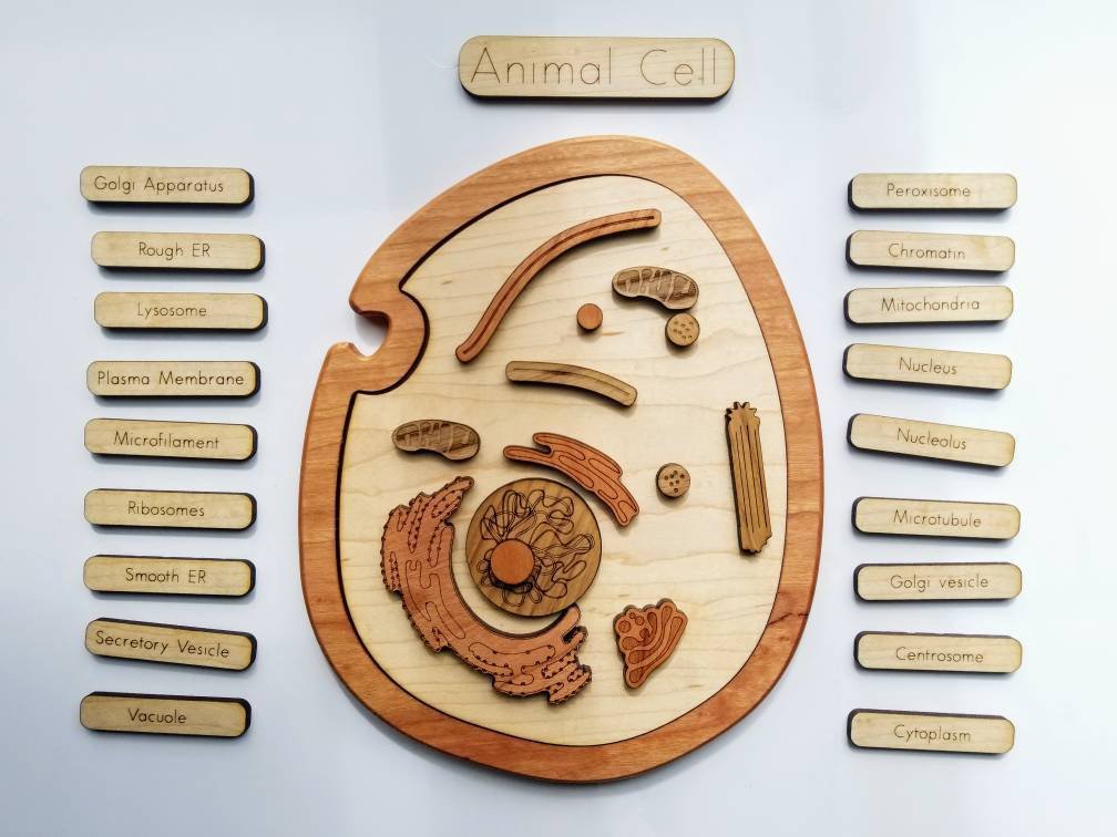 Animal cell model, wooden cell model