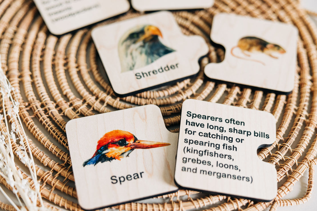 Double sided self-correcting bird beak adaptations puzzle, Montessori educational toys, bird lover puzzle