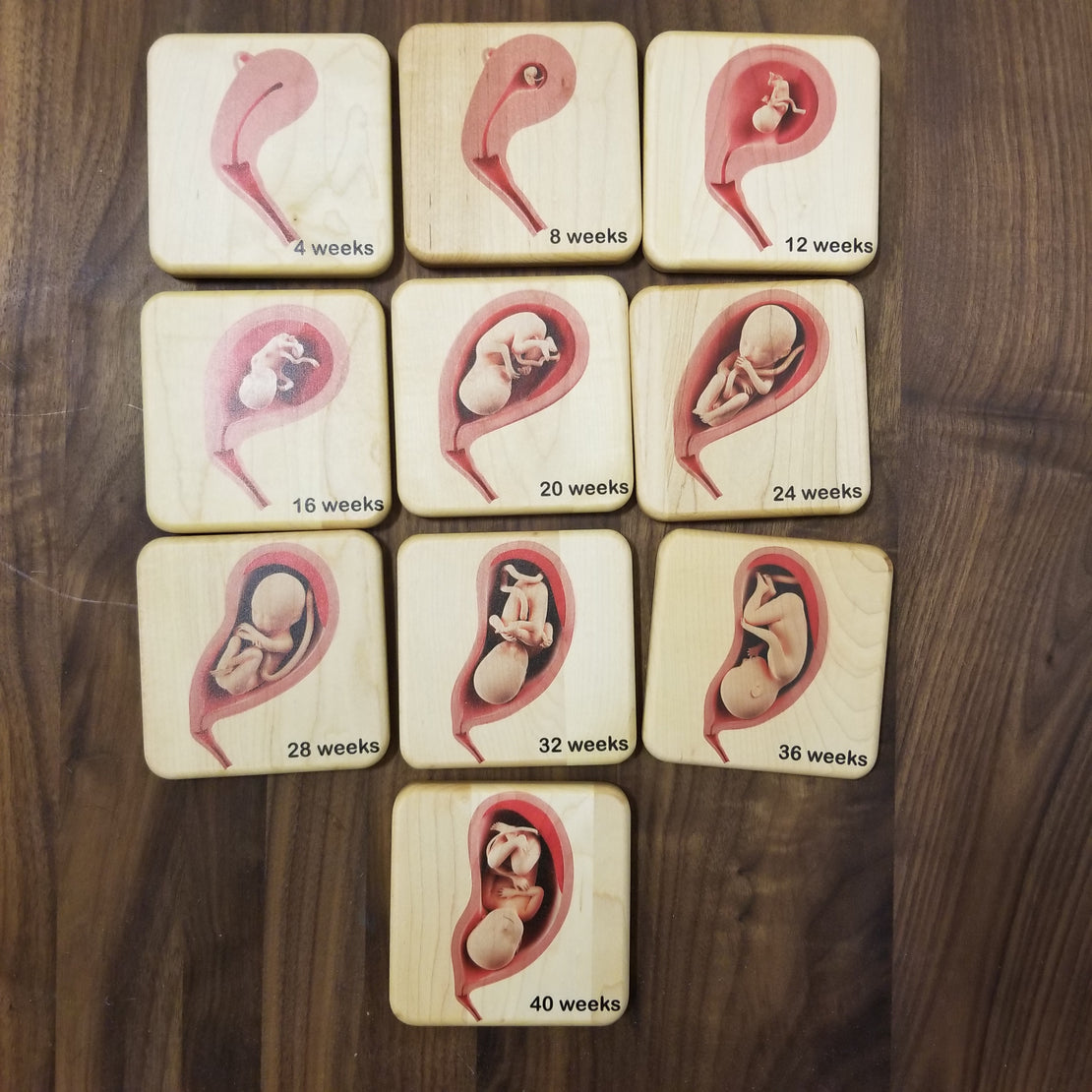 Doula Gift Ideas - Stages of pregnancy and fetal development wooden tiles, obgyn gift, midwife gift, doula gift, graduation gift