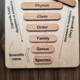 Taxonomy puzzle - Classification chart - Animal kingdom classification puzzle