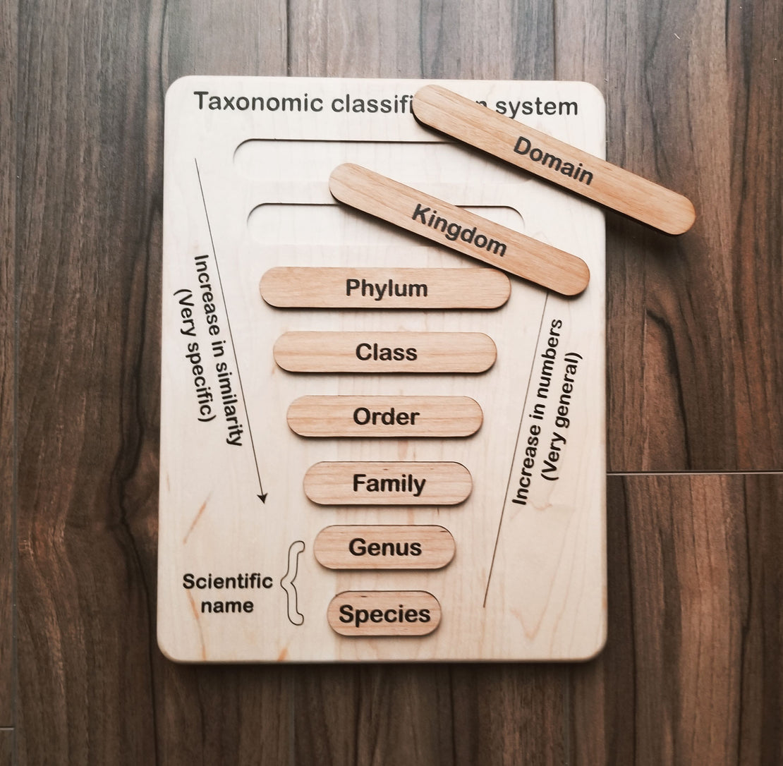 Taxonomy puzzle - Classification chart - Animal kingdom classification puzzle