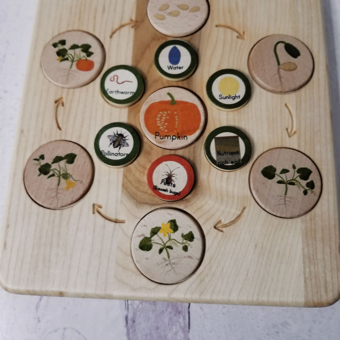 Life cycle board wooden - Montessori science