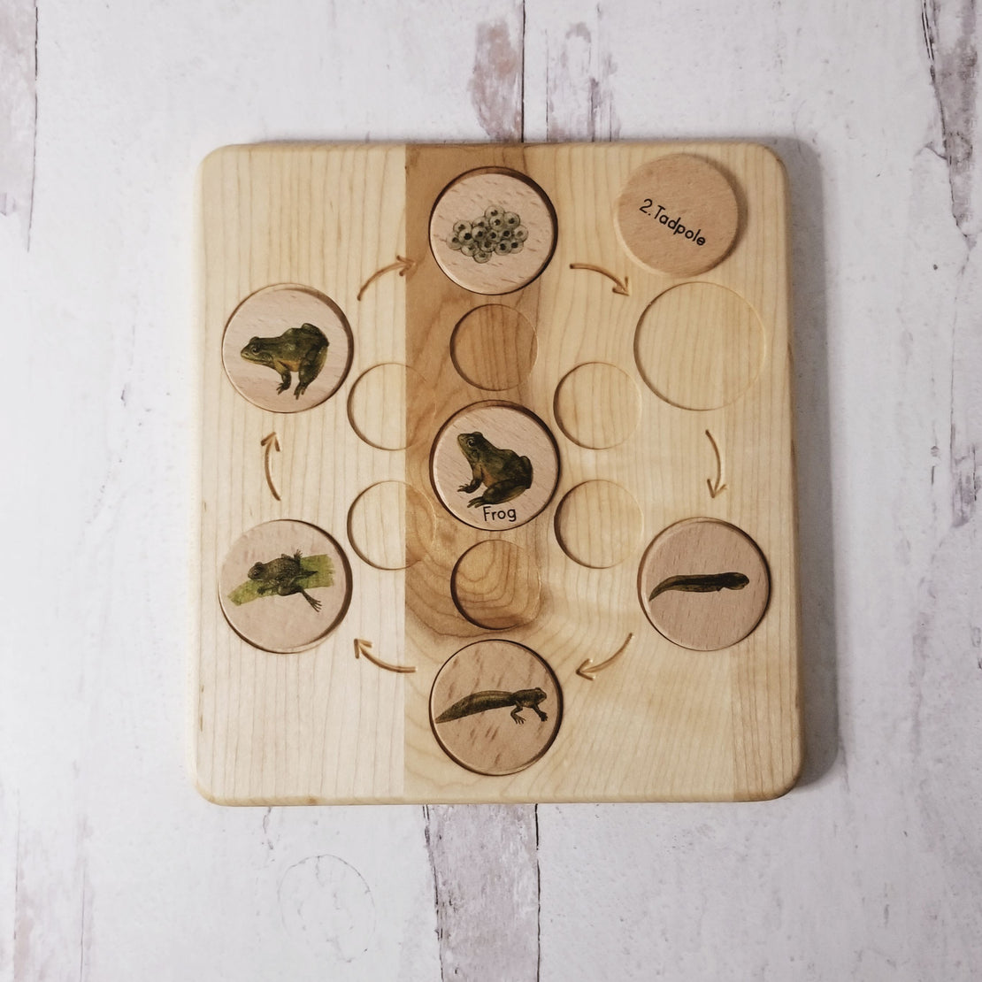 Life cycle board wooden - Montessori science