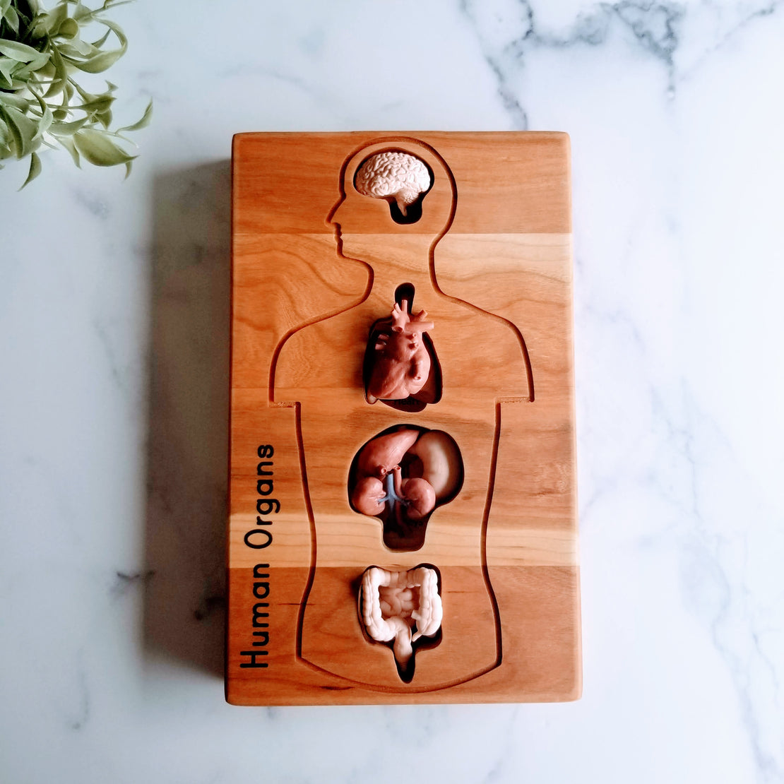 Human anatomy tray - human organ model holder