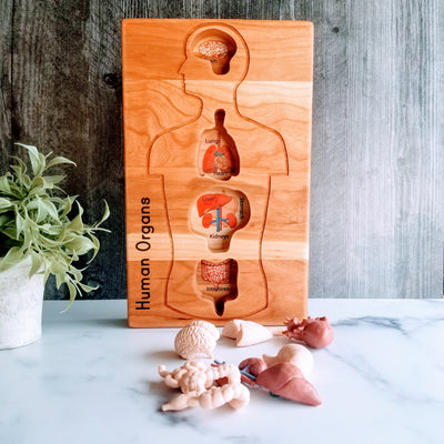Human anatomy tray - human organ model holder