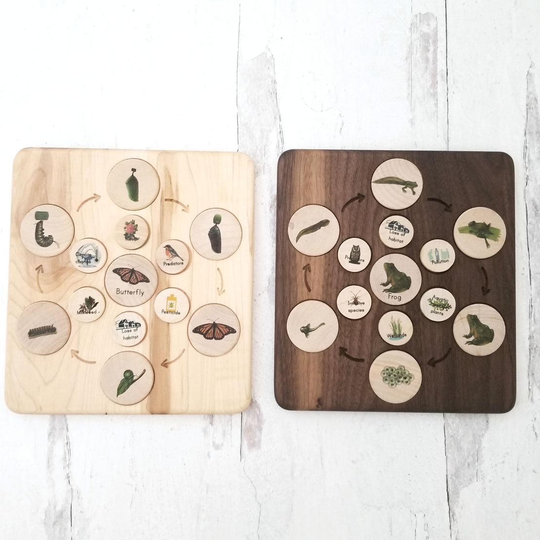 Coins for the life cycle board