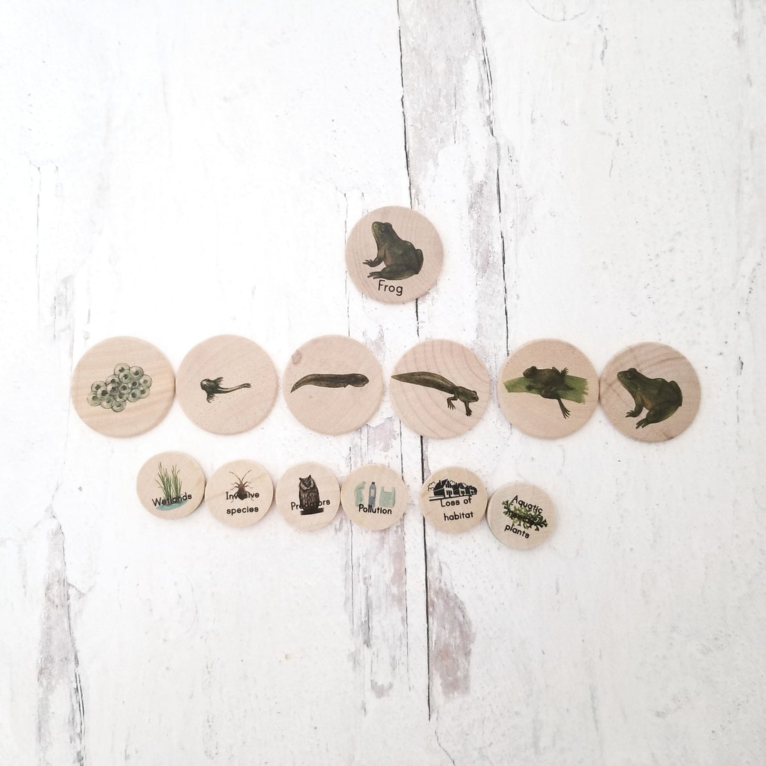 Coins for the life cycle board