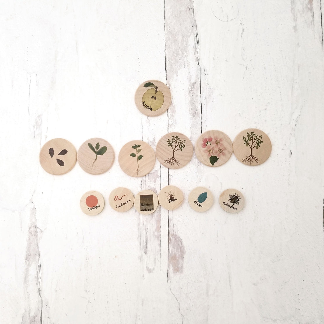 Coins for the life cycle board