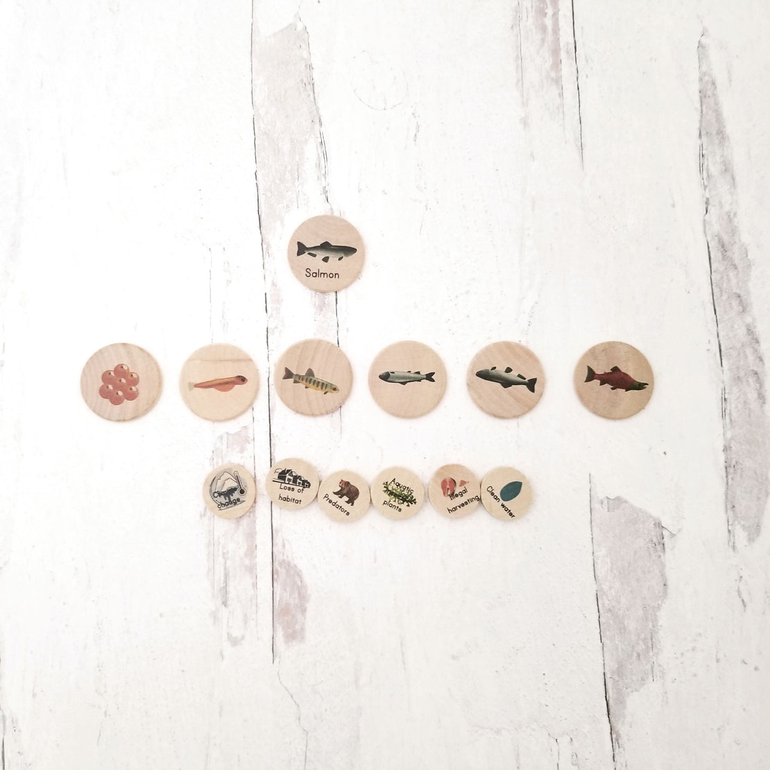 Coins for the life cycle board