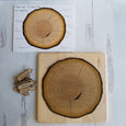 Parts of a tree trunk puzzle, layers of tree trunk, tree ring puzzle, dendrochronology
