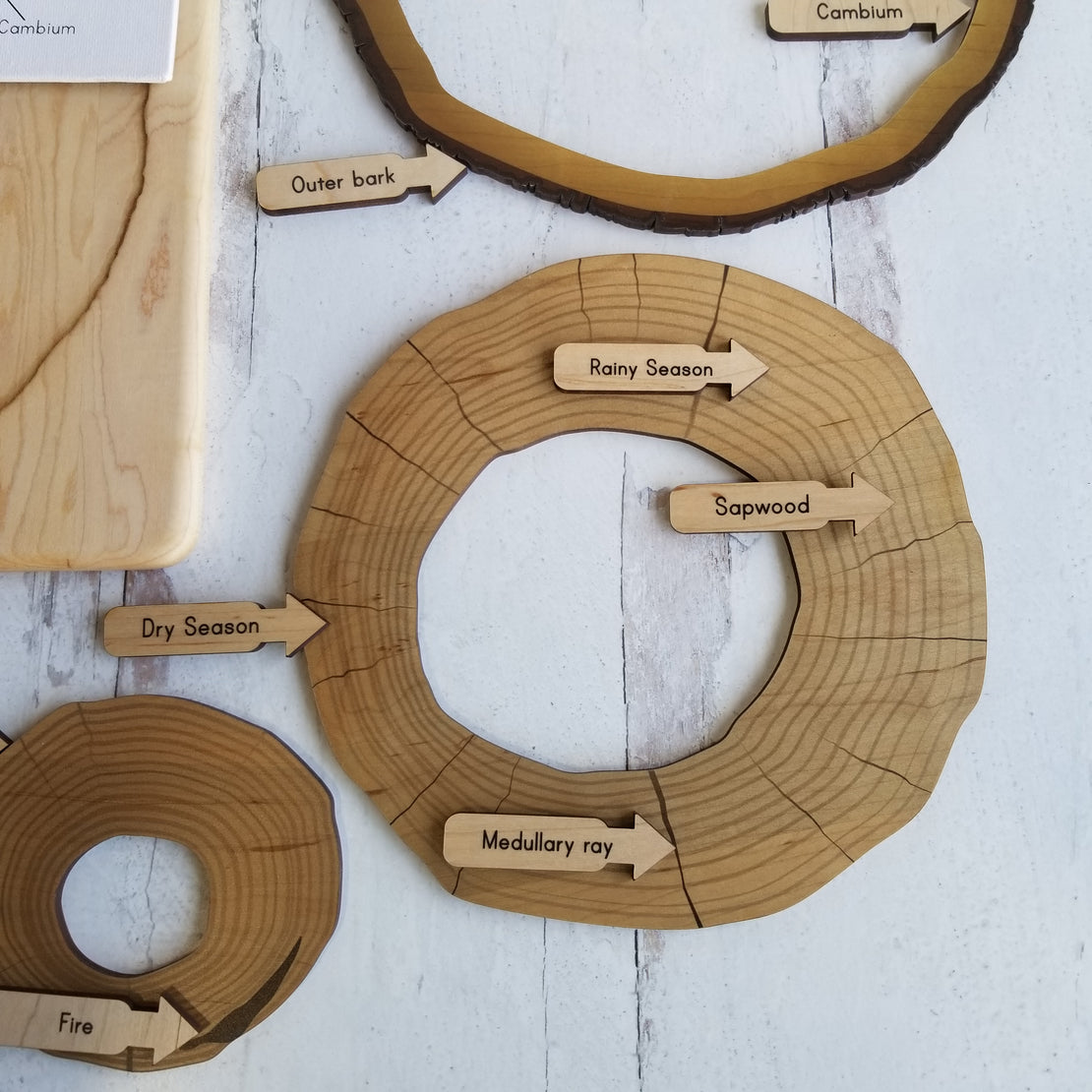 Parts of a tree trunk puzzle, layers of tree trunk, tree ring puzzle, dendrochronology