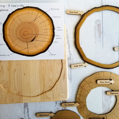Parts of a tree trunk puzzle, layers of tree trunk, tree ring puzzle, dendrochronology