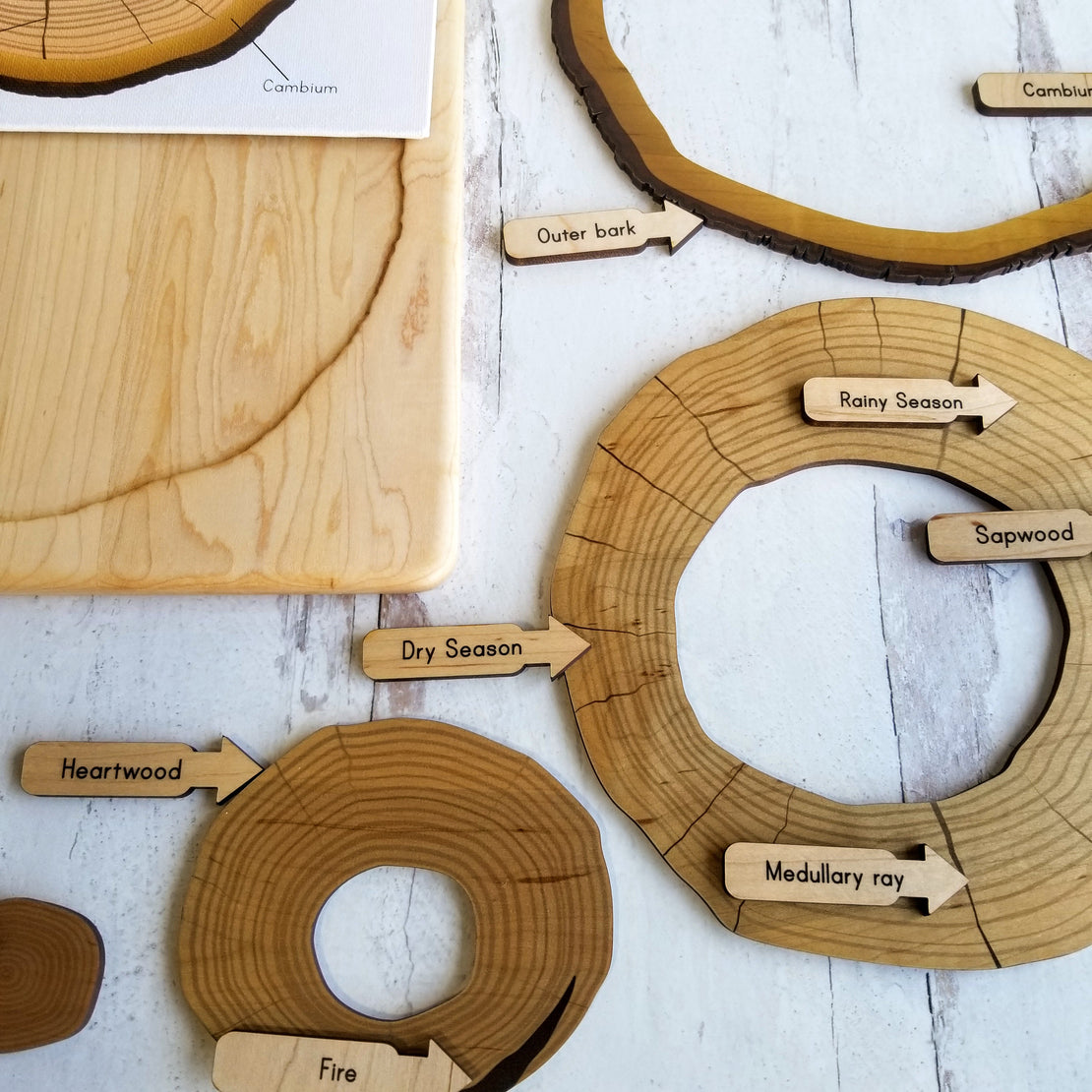 Parts of a tree trunk puzzle, layers of tree trunk, tree ring puzzle, dendrochronology