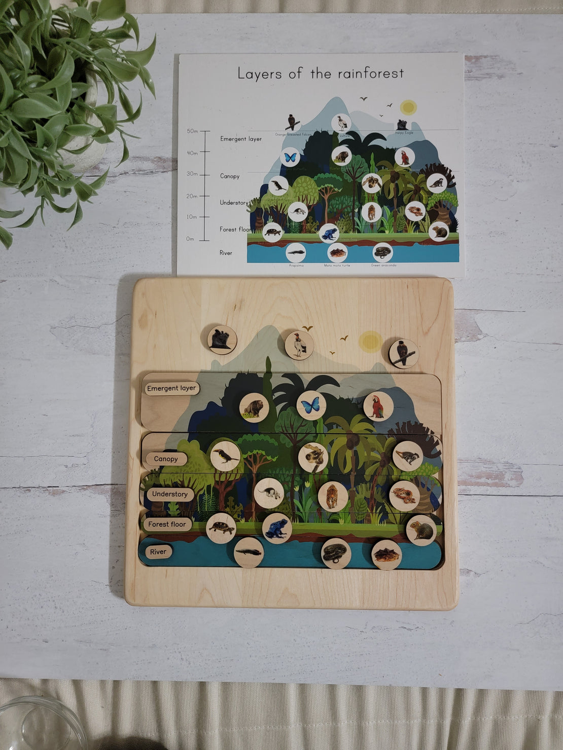 Layers of the rainforest wooden puzzle - montessori material