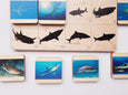 Shadow matching with types of sharks - visual discrimination