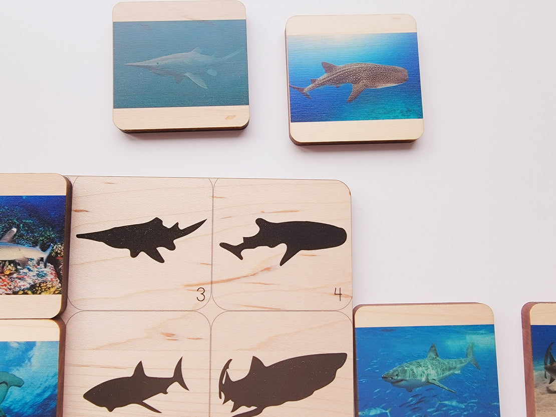 Shadow matching with types of sharks - visual discrimination
