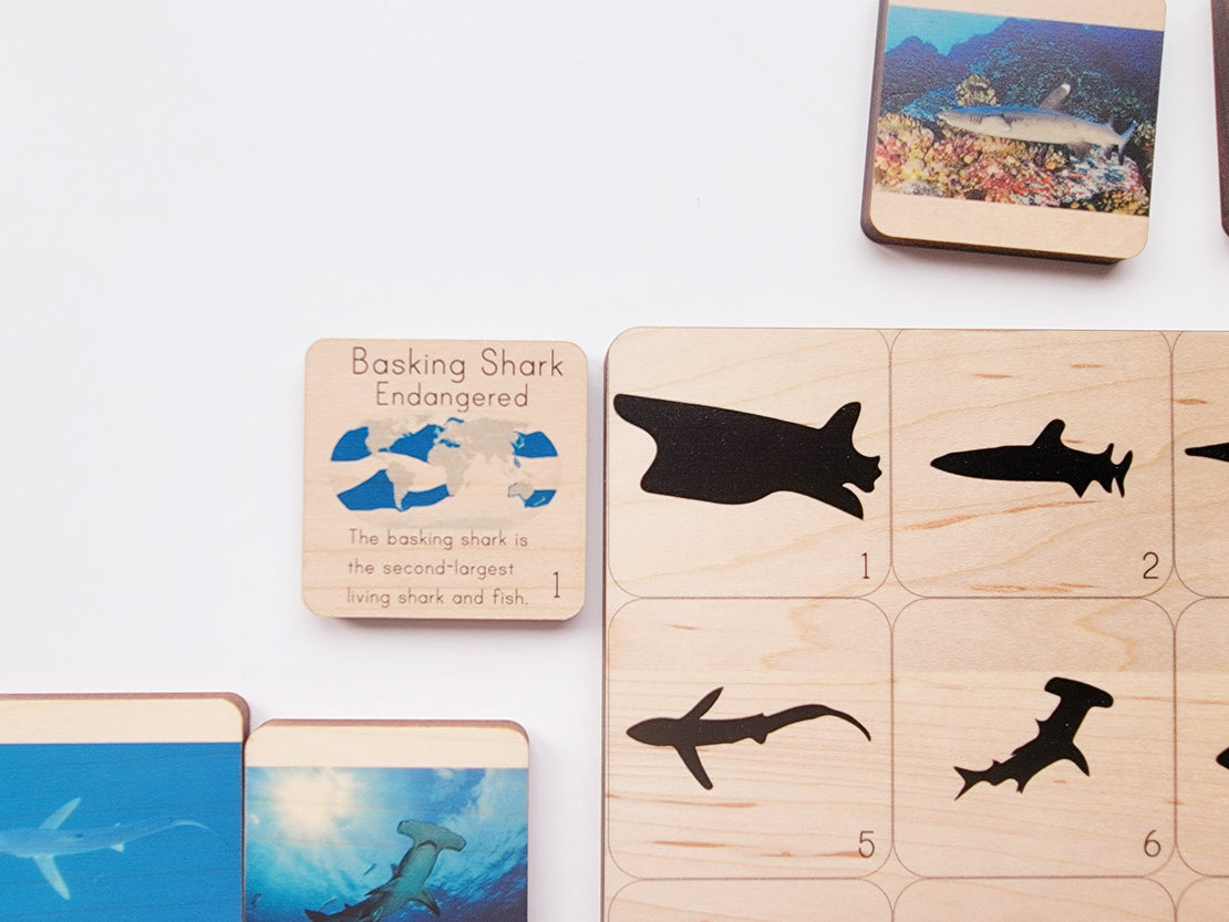 Shadow matching with types of sharks - visual discrimination