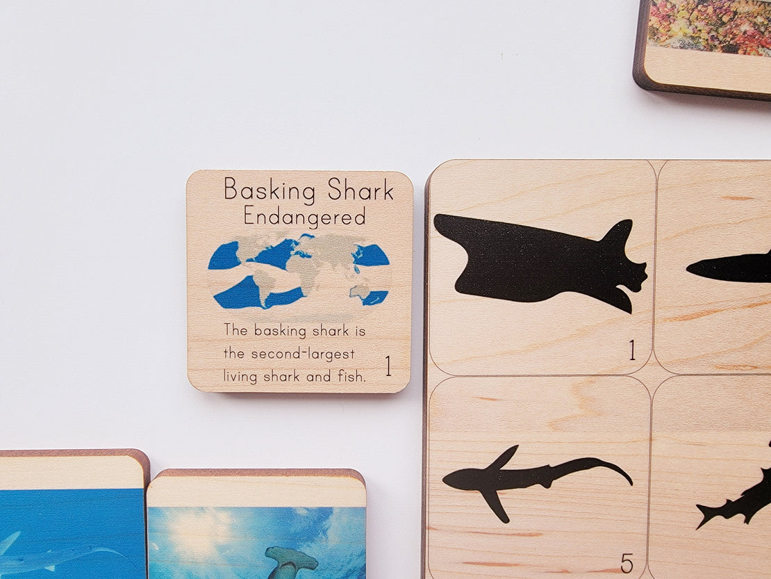 Shadow matching with types of sharks - visual discrimination