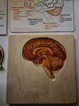SECONDS Brain puzzle - Montessori wooden puzzle - parts of the brain - anatomy and functions - classroom gift