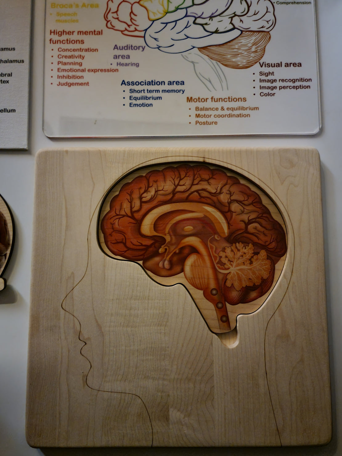 SECONDS Brain puzzle - Montessori wooden puzzle - parts of the brain - anatomy and functions - classroom gift