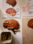 SECONDS Brain puzzle - Montessori wooden puzzle - parts of the brain - anatomy and functions - classroom gift