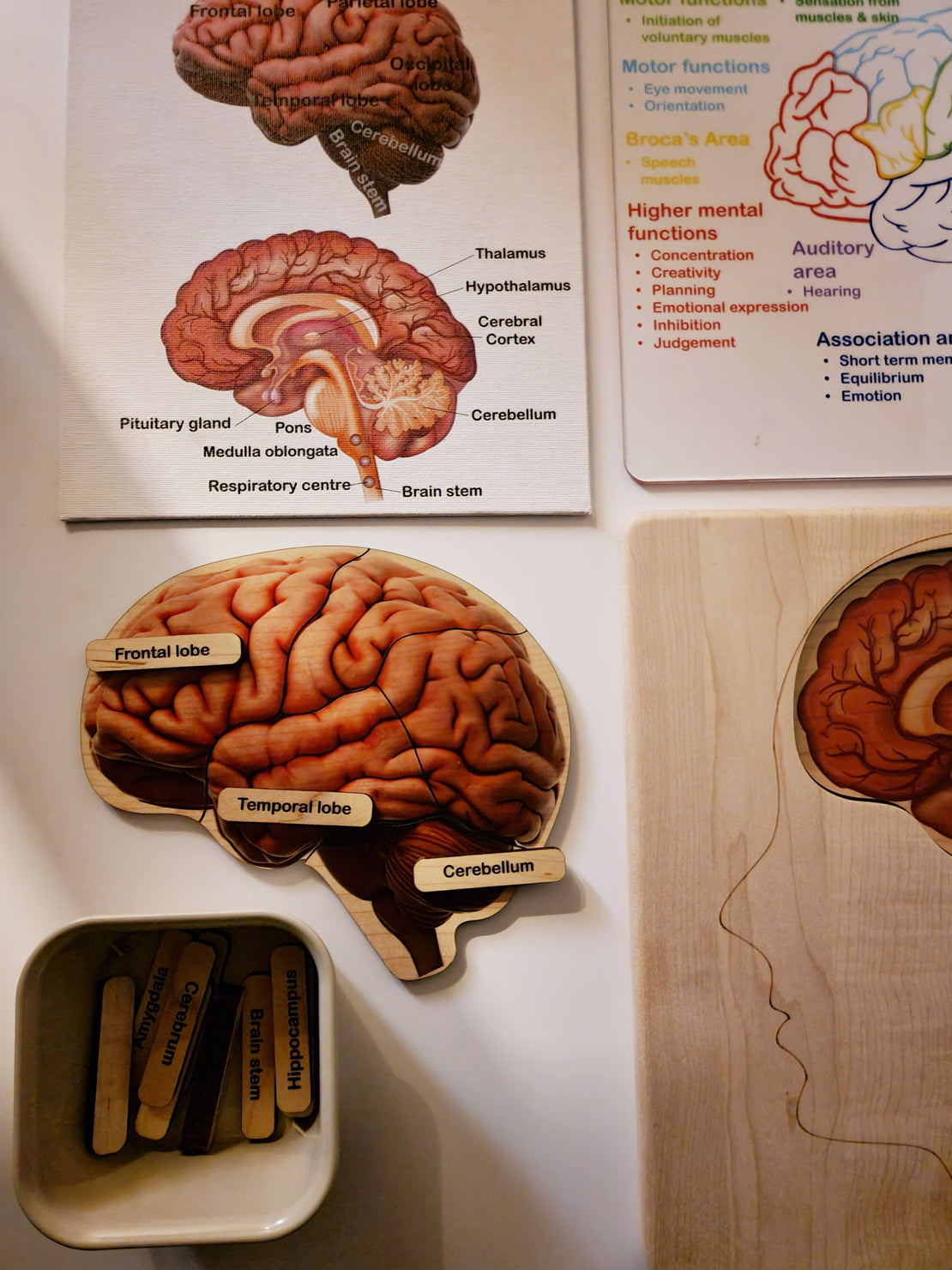 SECONDS Brain puzzle - Montessori wooden puzzle - parts of the brain - anatomy and functions - classroom gift
