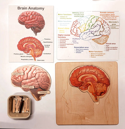 SECONDS Brain puzzle - Montessori wooden puzzle - parts of the brain - anatomy and functions - classroom gift