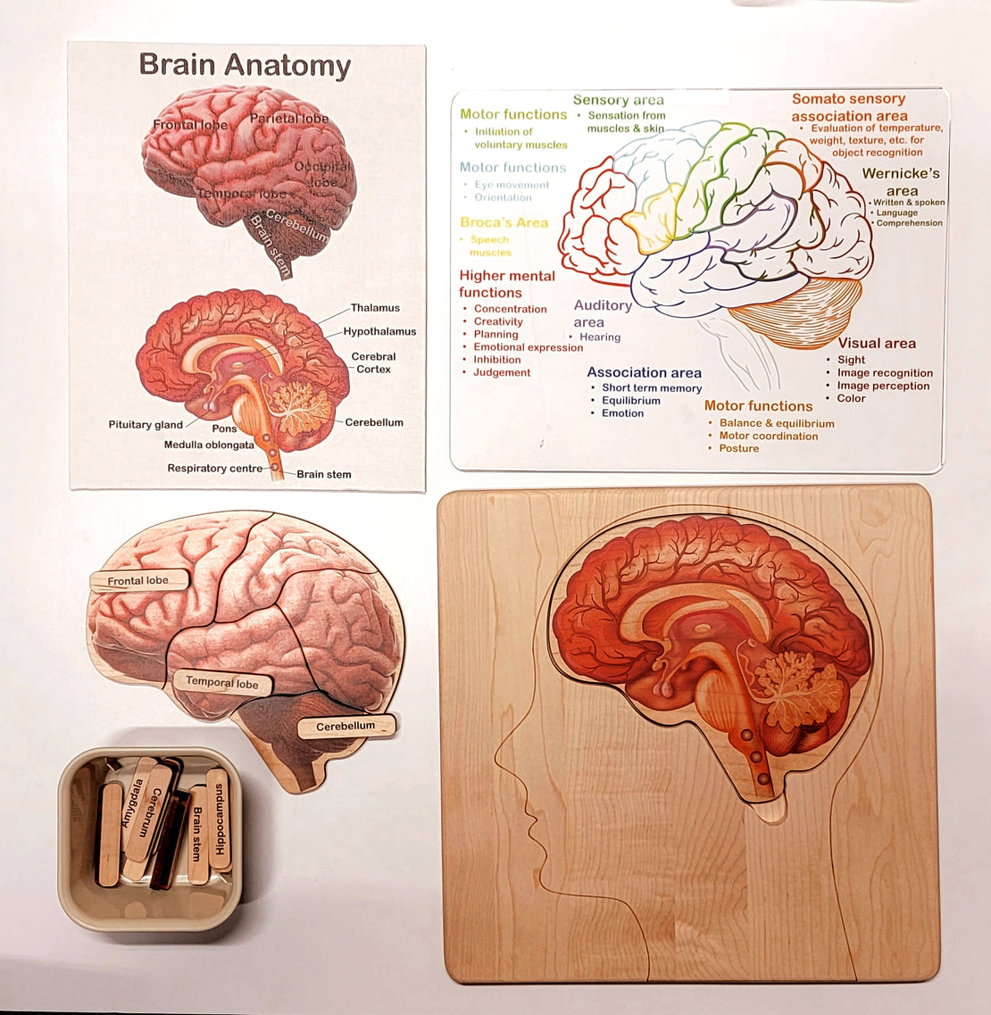 SECONDS Brain puzzle - Montessori wooden puzzle - parts of the brain - anatomy and functions - classroom gift