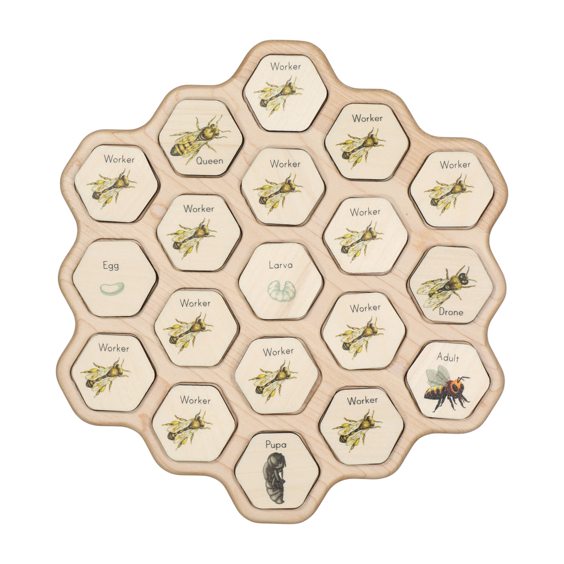 Double sided Honey bee puzzle - honeycomb - bee life cycle - types of bees